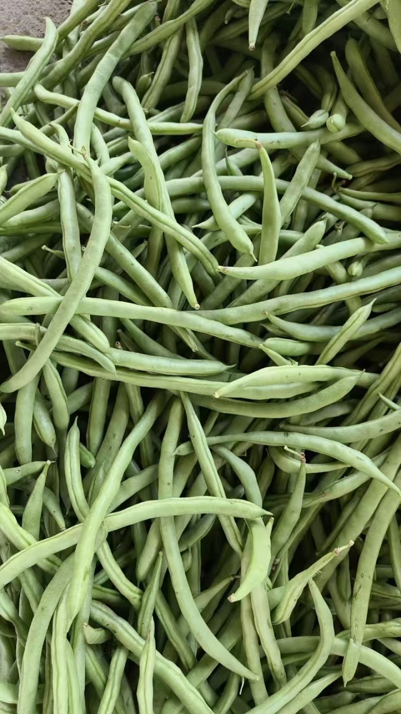 广西四季豆大量上市量大从优保质保量现摘现发对接