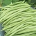 广西四季豆大量上市量大从优保质保量现摘现发对接