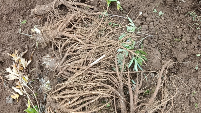 优质当归，四川凉山当归品质保证，价格合理对接批发市场