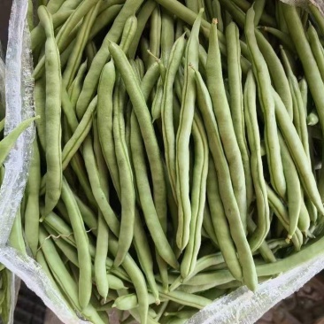 广西四季豆大量上市量大从优保质保量现摘现发对接