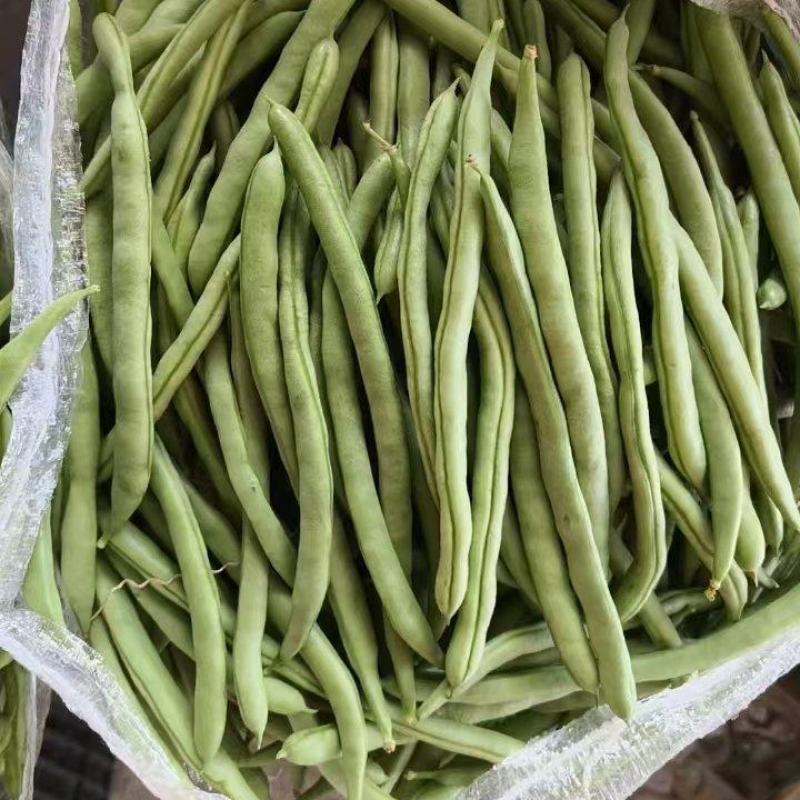 广西四季豆大量上市量大从优保质保量现摘现发对接