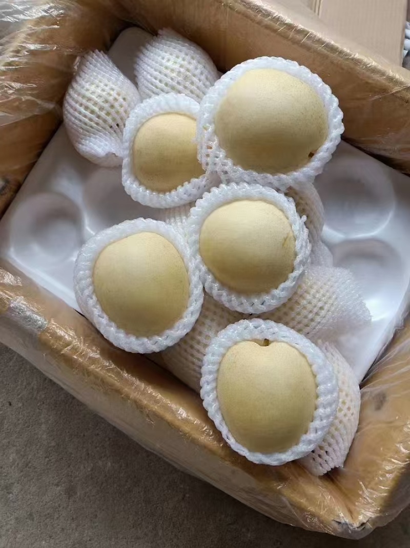 河北精品皇冠梨，产地一手货源，品质保证，对接各大电商等