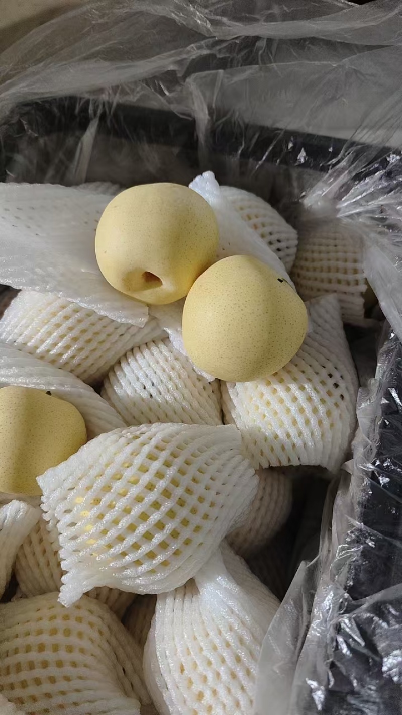 河北精品皇冠梨，产地一手货源，品质保证，对接各大电商等