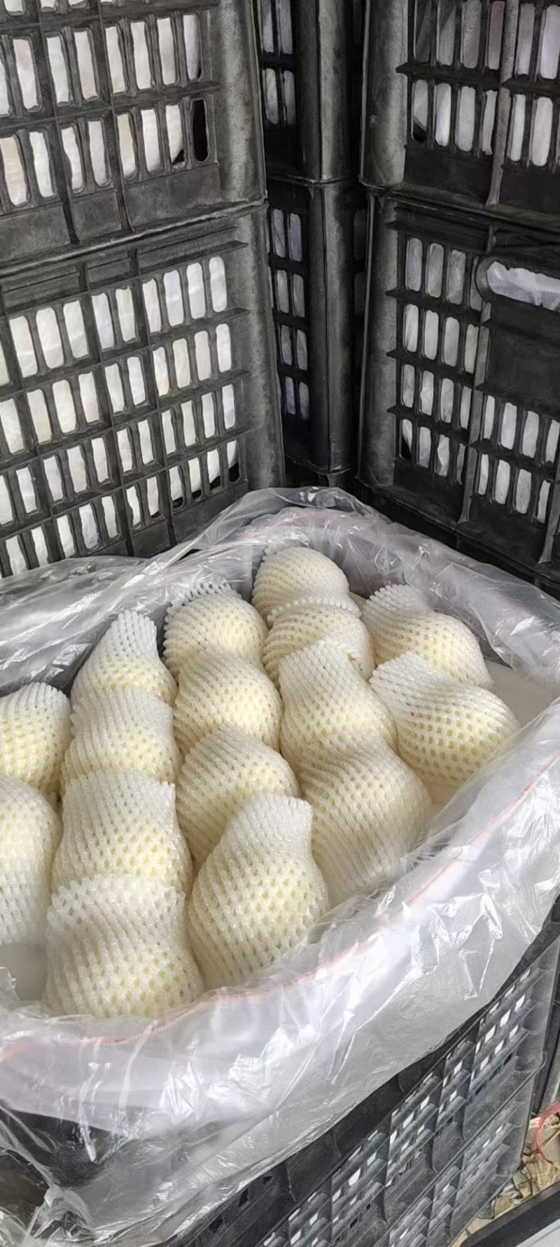 河北精品皇冠梨，产地一手货源，品质保证，对接各大电商等