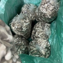 **姬菇