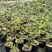 绿植叶下珠