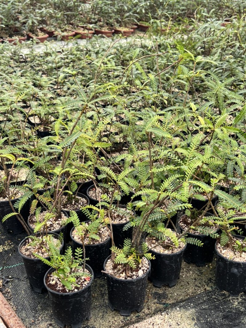 绿植叶下珠