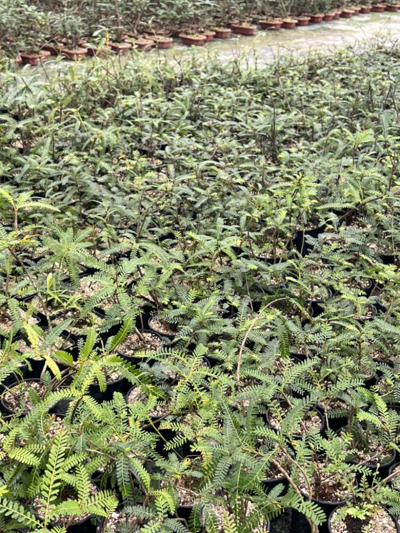 绿植叶下珠