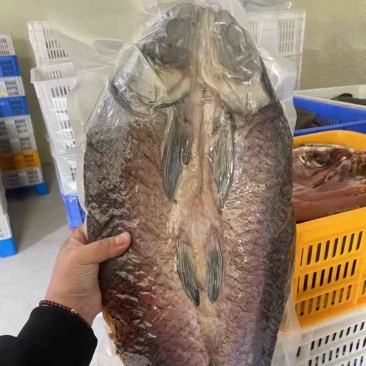 风干螺蛳青工厂直供