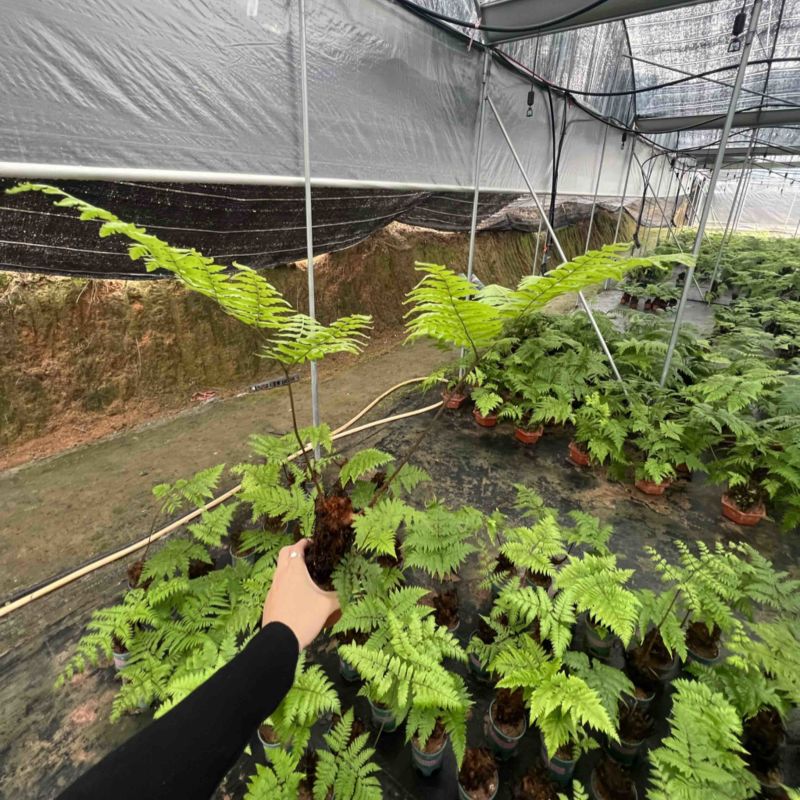 绿植红磷厥
