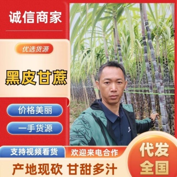 桂林福利镇黑皮甘蔗