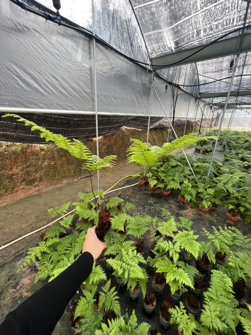 绿植红磷厥