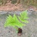 绿植红磷厥