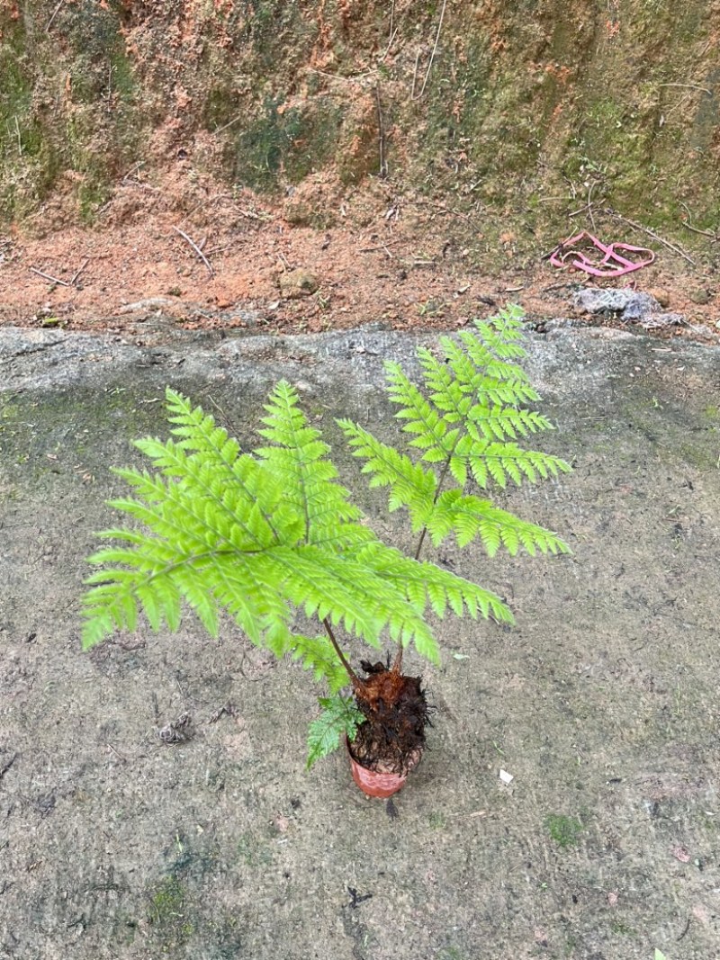 绿植红磷厥