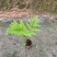 绿植红磷厥