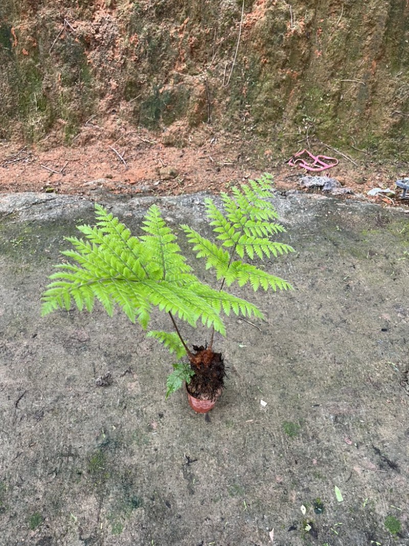 绿植红磷厥