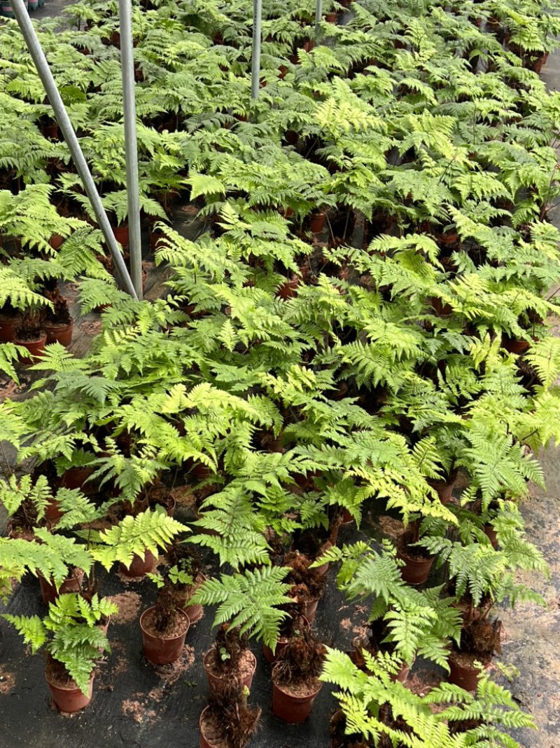 绿植红磷厥