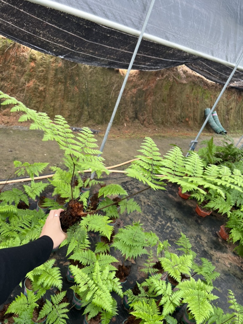绿植红磷厥