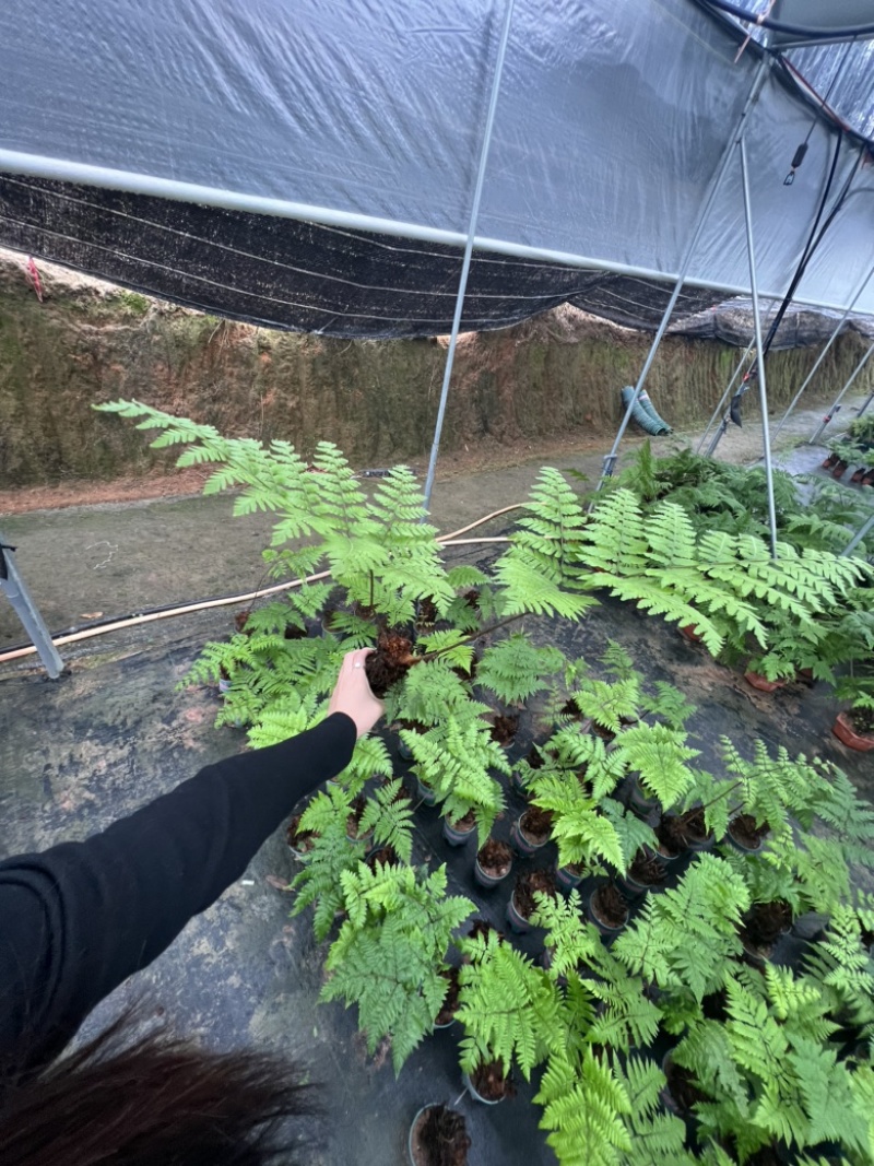 绿植红磷厥