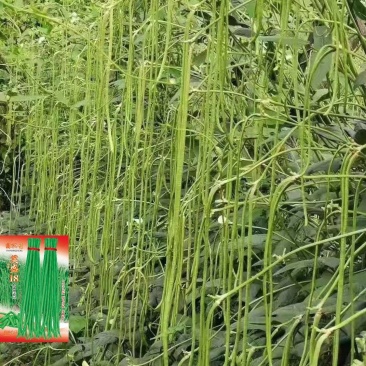 荚盛18豇豆种子，荚条翠绿，条形顺直，肉厚质嫩，厂家直销