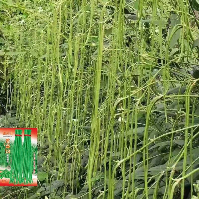 荚盛18豇豆种子，荚条翠绿，条形顺直，肉厚质嫩，厂家直销