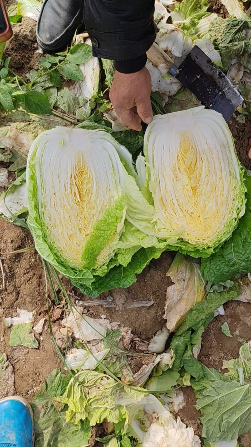 [优质白菜][精选可分拣]大量上市！价格美丽！