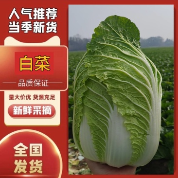 [优质白菜][精选可分拣]大量上市！价格美丽！