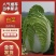 [优质白菜][精选可分拣]大量上市！价格美丽！