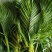 海南祥利花卉各种叶材基地批发