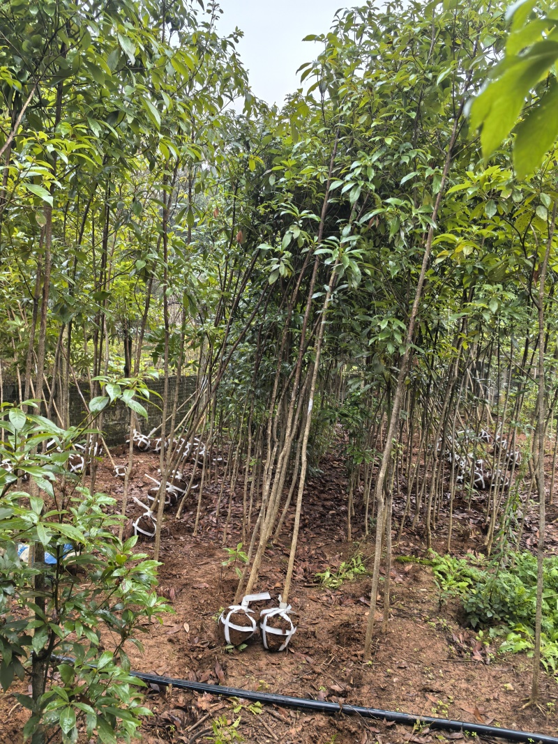 苗圃直供珍贵树种金丝楠木造林苗金丝楠木绿化苗量大从优