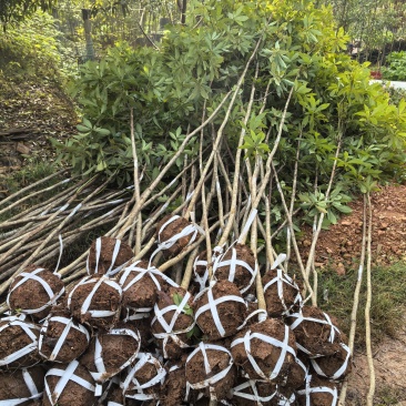苗圃直供珍贵树种金丝楠木造林苗金丝楠木绿化苗量大从优