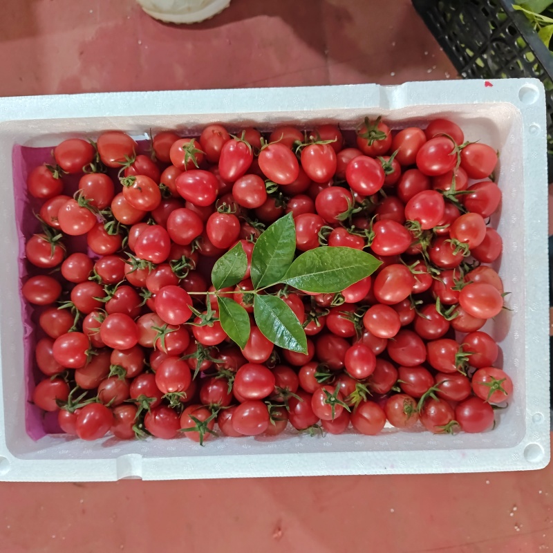山东千禧贝贝圣女果小番茄串果大量有货欢迎订购
