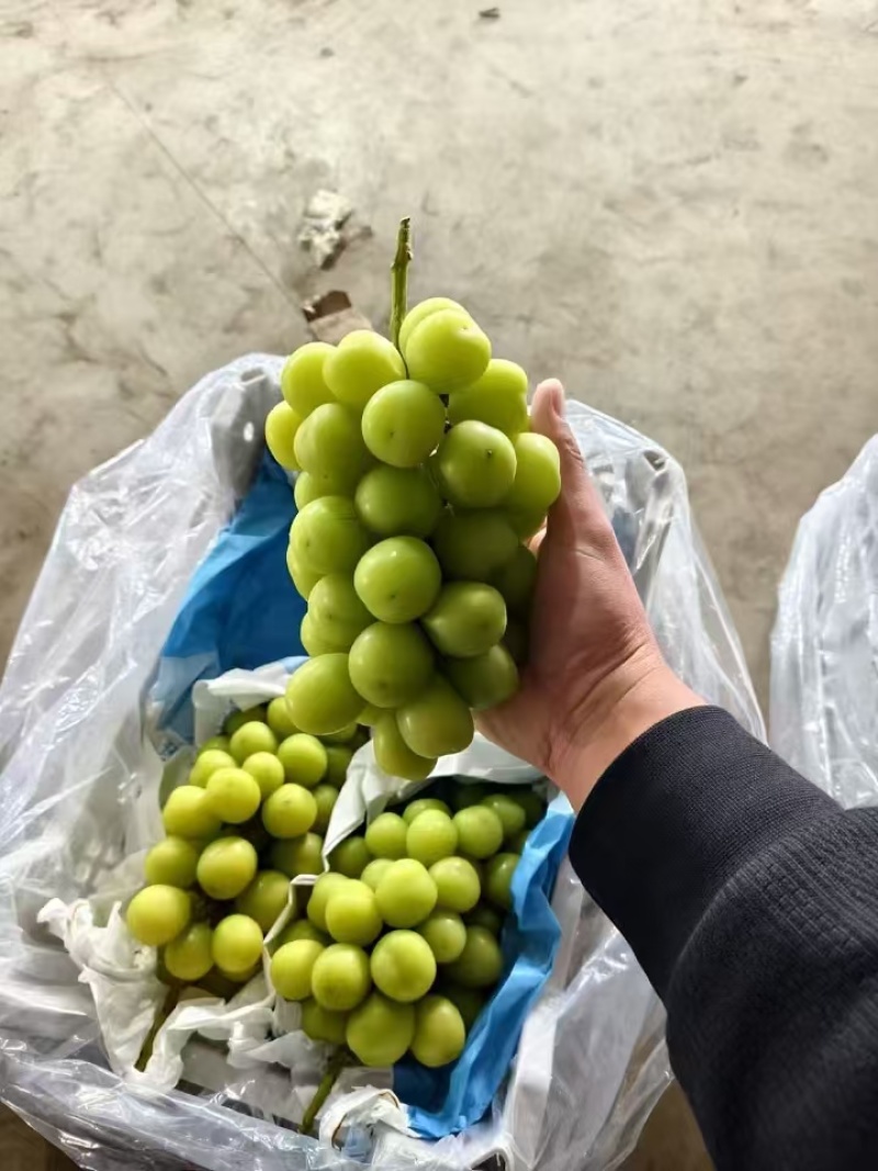 阳光玫瑰大量滞销中