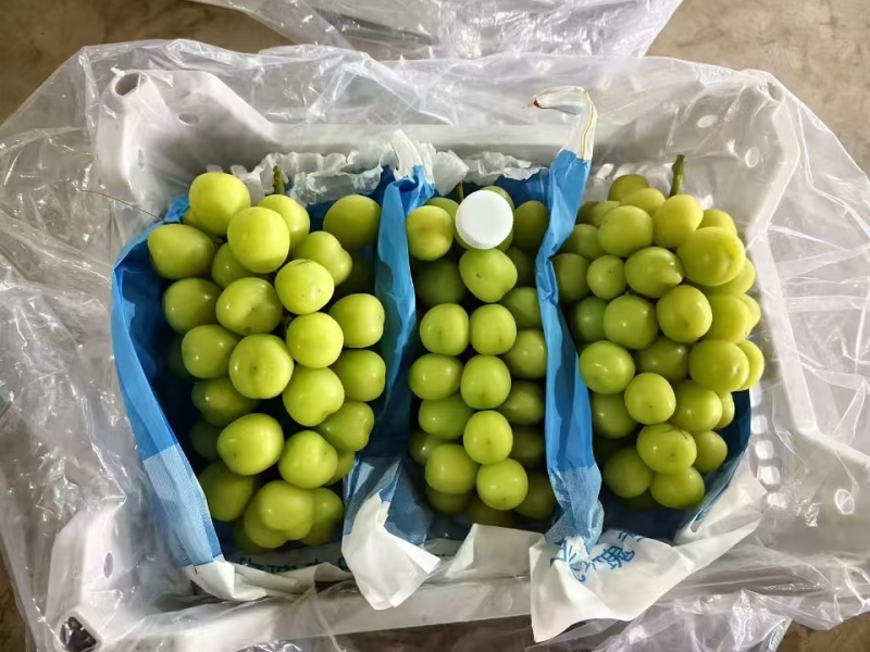 阳光玫瑰大量滞销中