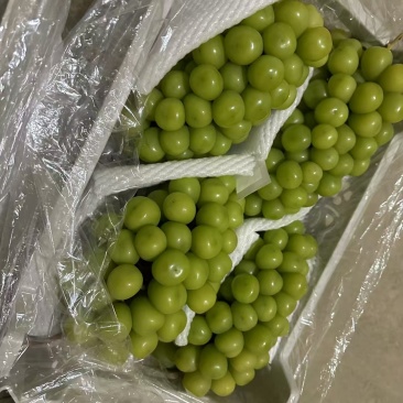 阳光玫瑰大量滞销中