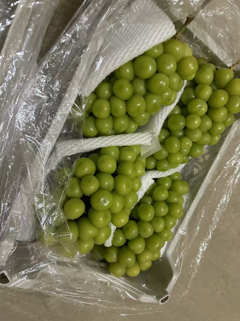 阳光玫瑰大量滞销中