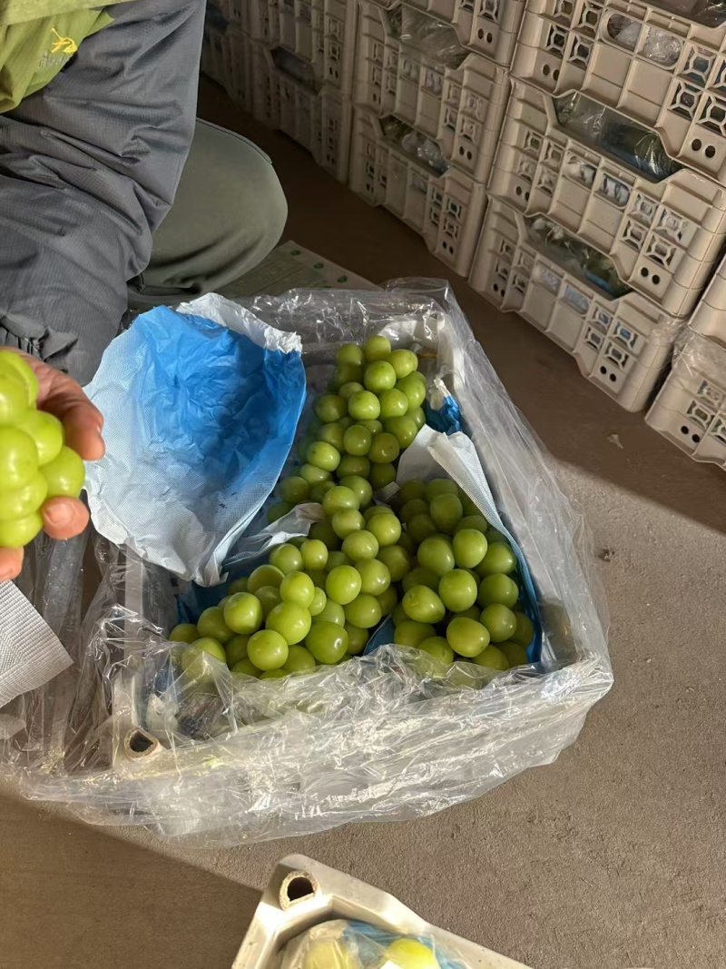 阳光玫瑰大量滞销中