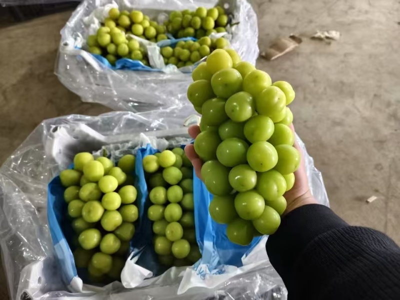 阳光玫瑰大量滞销中