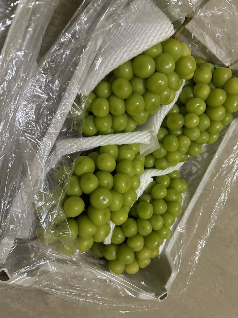 阳光玫瑰大量滞销中