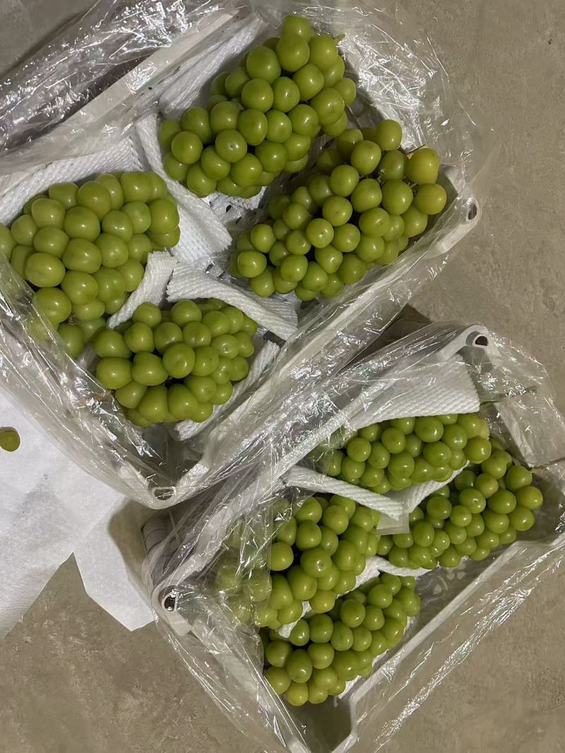 阳光玫瑰大量滞销中