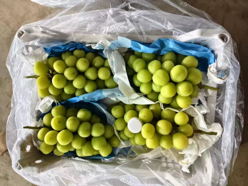阳光玫瑰大量滞销中