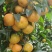 精品沙糖桔皮薄肉美皮薄多汁大量上市货源充足