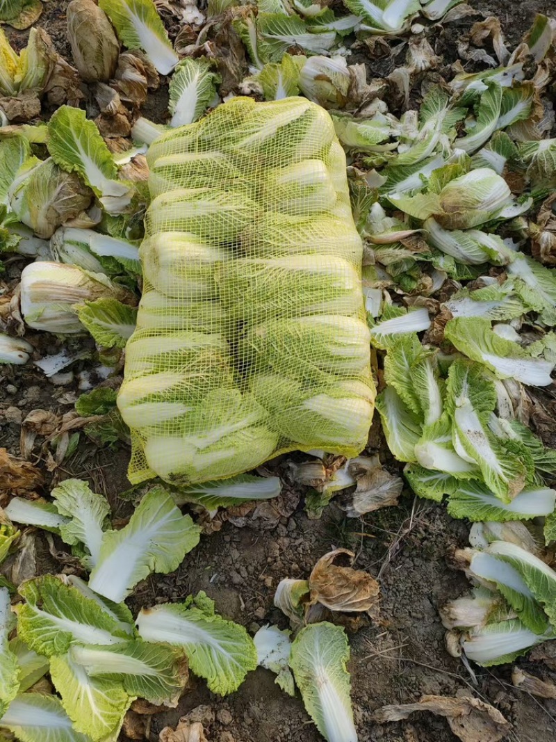 娃娃菜产地直发量大保质保量供货