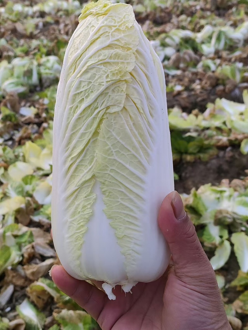 娃娃菜产地直发量大保质保量供货
