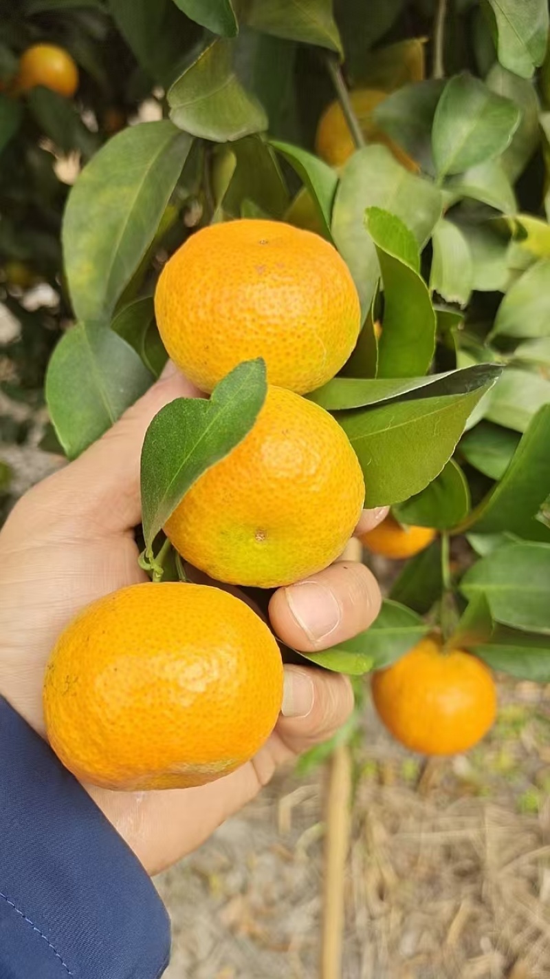 精品沙糖桔皮薄肉美皮薄多汁大量上市货源充足