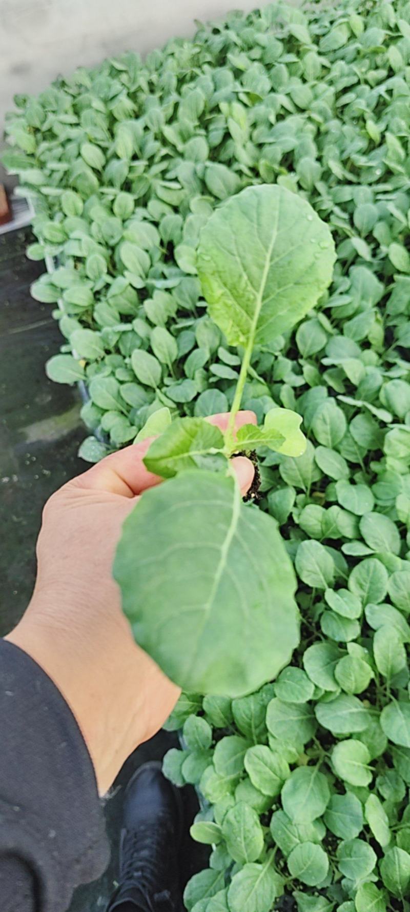 小米有机菜花苗