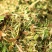 【大厂发货】甜象草实力供货质量保证不参土干净