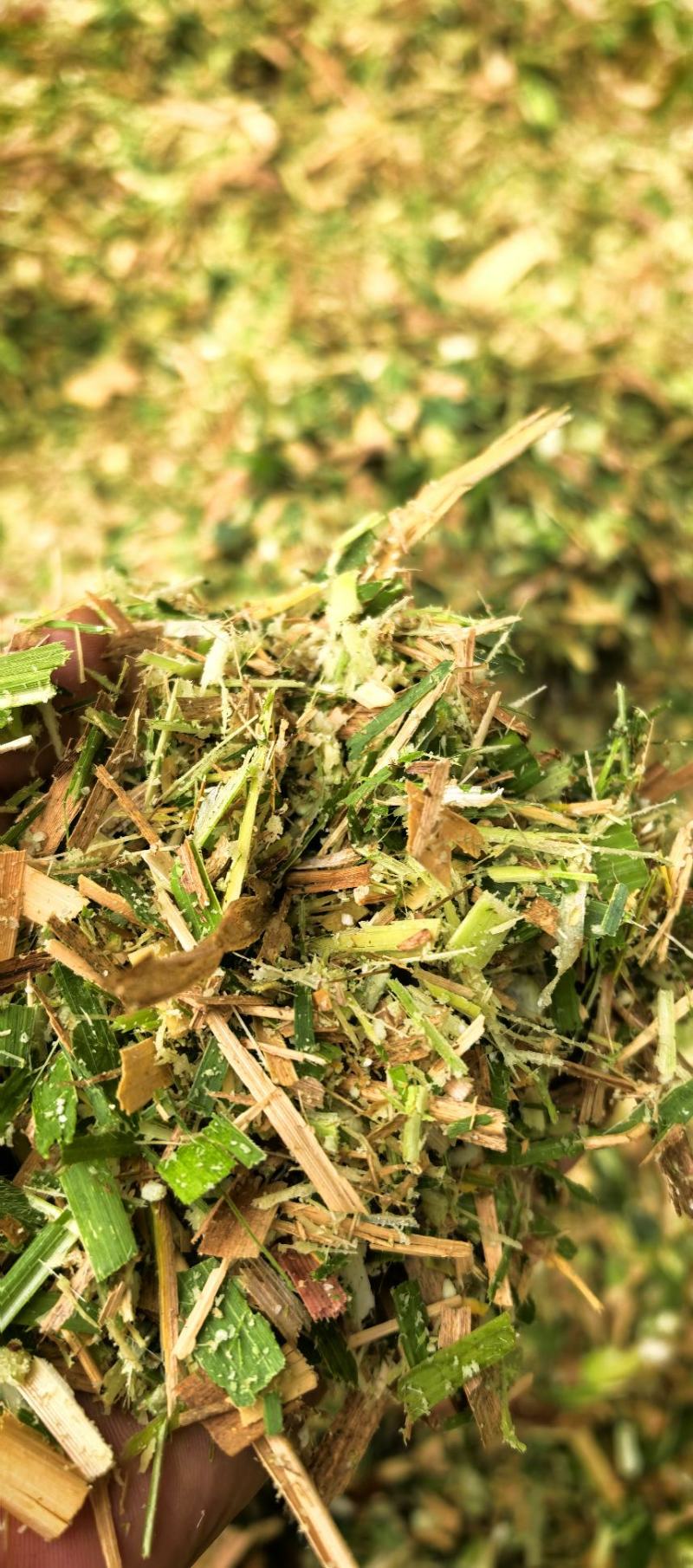 【大厂发货】甜象草实力供货质量保证不参土干净