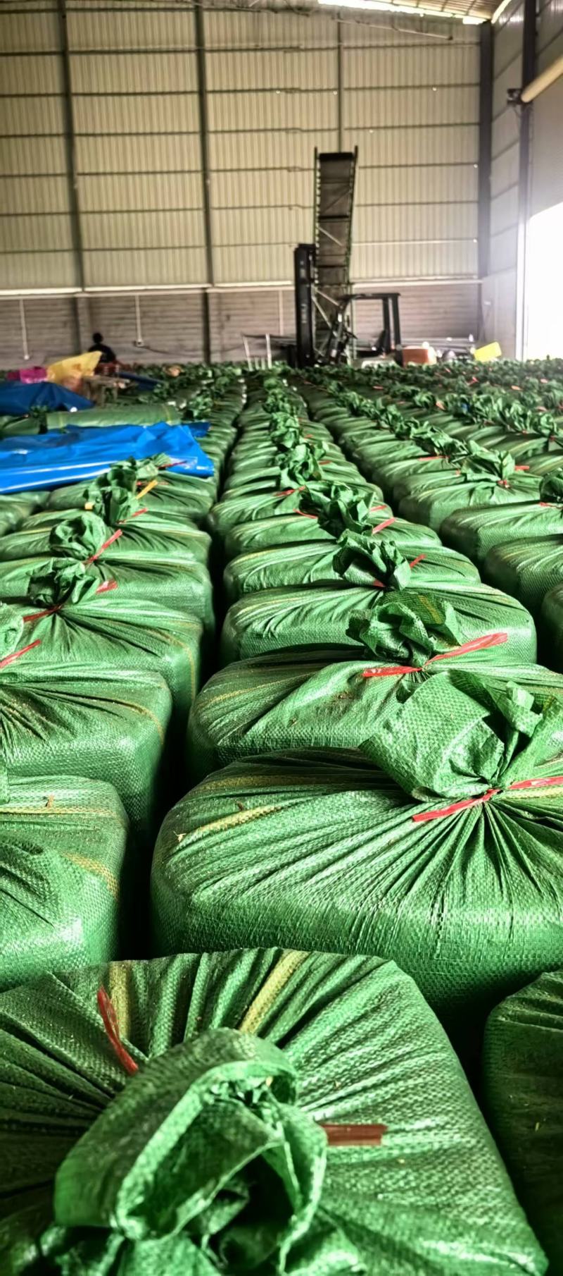 【大厂发货】甜象草实力供货质量保证不参土干净