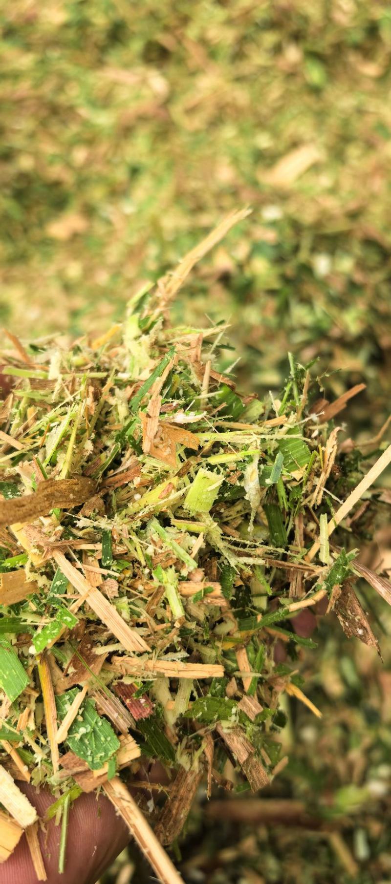 【大厂发货】甜象草实力供货质量保证不参土干净